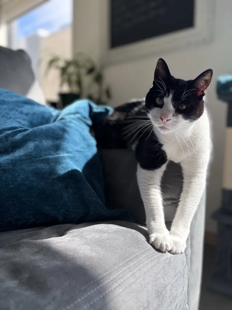 A resident cat stepping across the back of a sofa in a sunlit Pointe Grand apartment